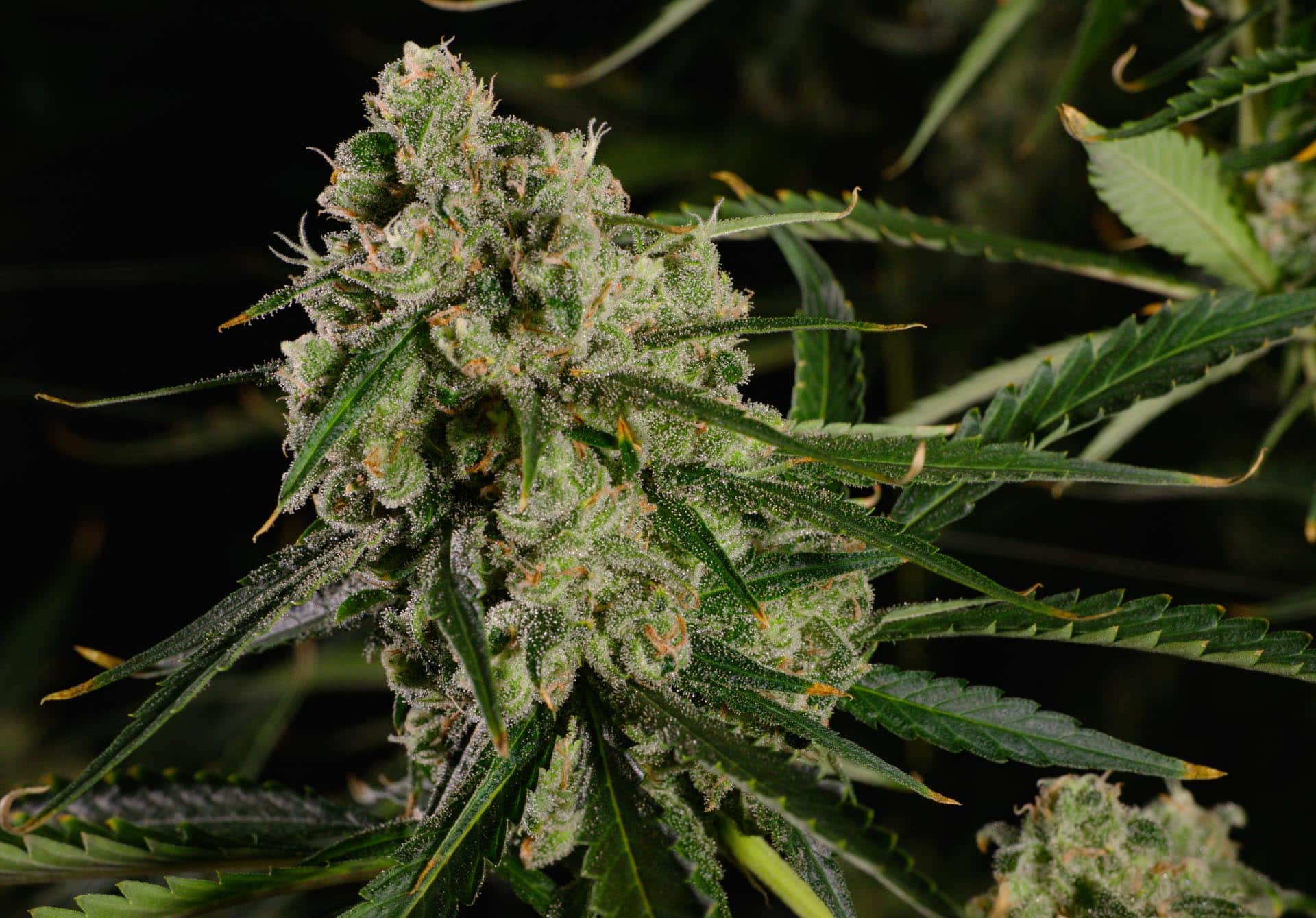 Jack Herer strain from Rythm Cannabis